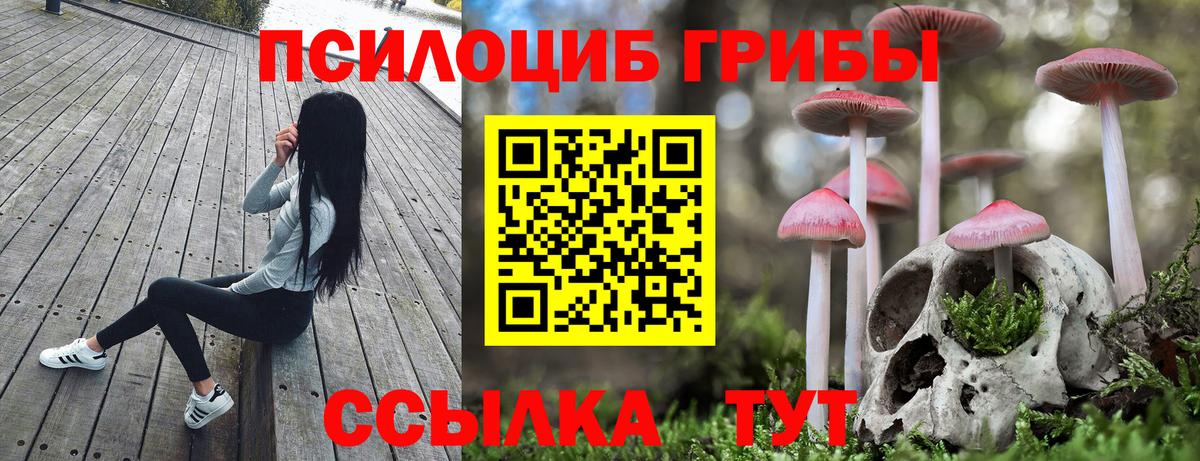 Псилоцибиновые грибы мицелий Новоалтайск